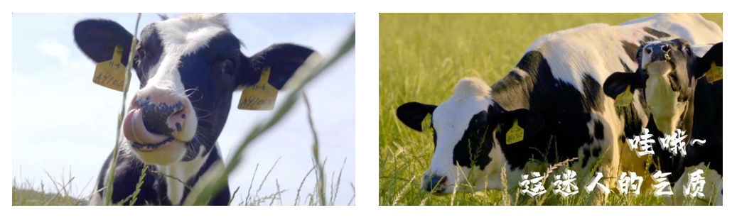 花花牛丨每天一杯奶，幸福健康喝出來！??！