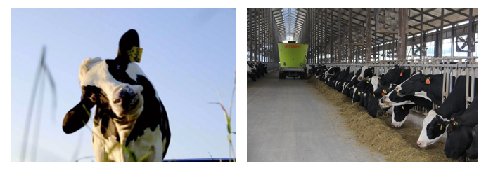 花花牛丨每天一杯奶，幸福健康喝出來?。?！