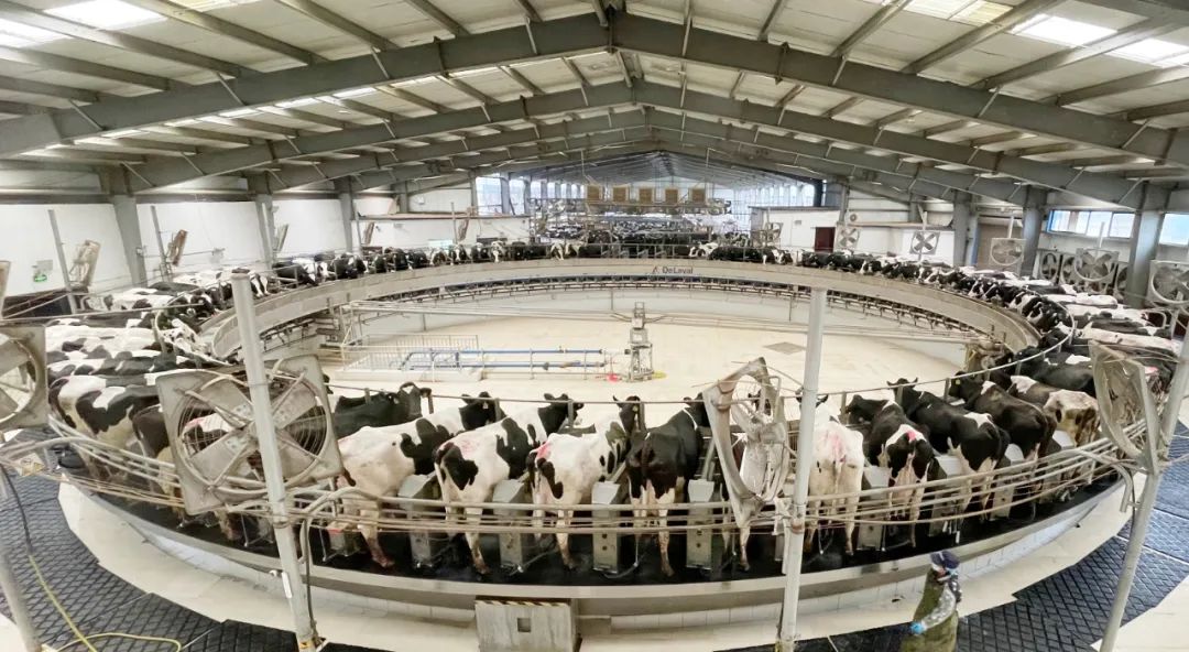 凝心聚力·贏創(chuàng)未來 | 花花牛乳業(yè)集團(tuán)召開營銷、養(yǎng)殖及飼料經(jīng)營工作會議