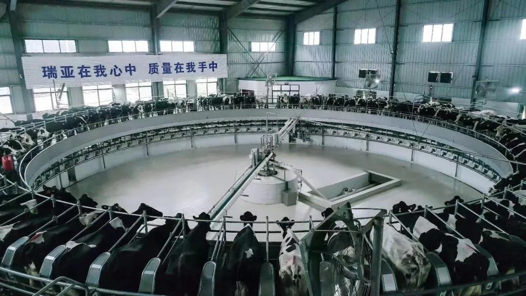 快訊 | 駐馬店市委副書記、市長李躍勇一行蒞臨花花牛乳業(yè)集團平輿瑞亞牧場調研