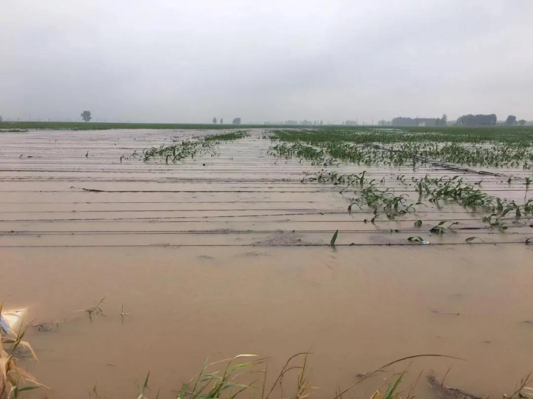 【乳報·聚焦】“豫”難而上的中原牛人“太中了”！