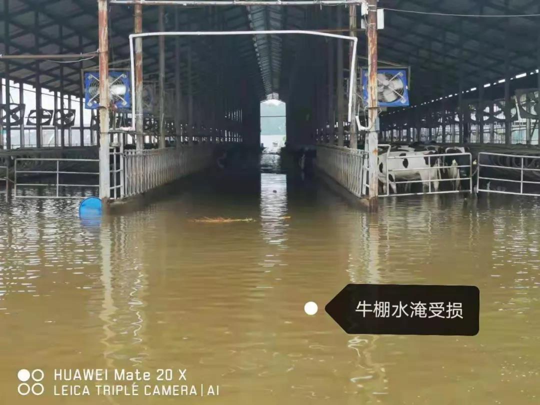 【乳報·聚焦】“豫”難而上的中原牛人“太中了”！