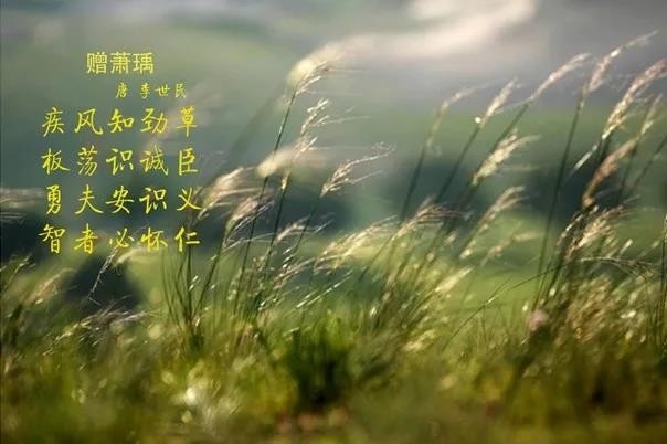 花花牛 | 疾風來臨，你是不是勁草？